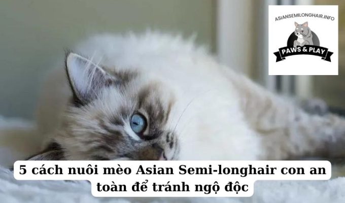 5 cách nuôi mèo Asian Semi-longhair con an toàn để tránh ngộ độc