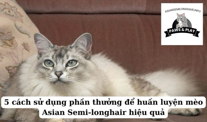 5 cách sử dụng phần thưởng để huấn luyện mèo Asian Semi-longhair hiệu quả