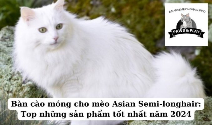 Bàn cào móng cho mèo Asian Semi-longhair Top những sản phẩm tốt nhất năm 2024