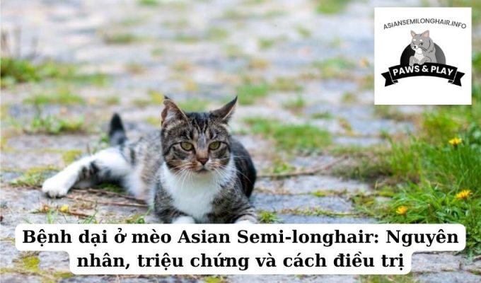 Bệnh dại ở mèo Asian Semi-longhair Nguyên nhân, triệu chứng và cách điều trị