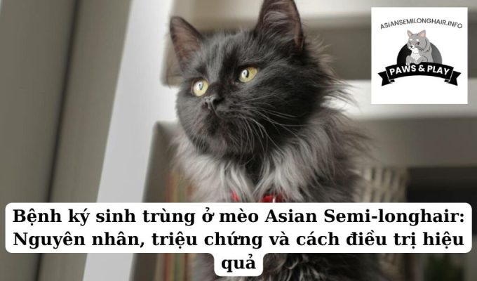 Bệnh ký sinh trùng ở mèo Asian Semi-longhair Nguyên nhân, triệu chứng và cách điều trị hiệu quả