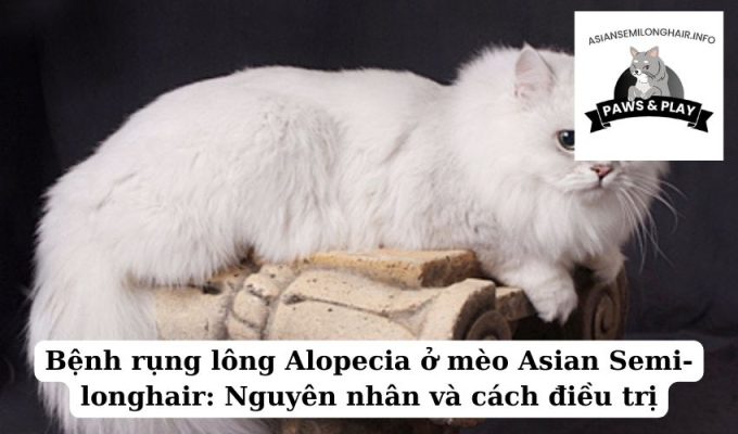 Bệnh rụng lông Alopecia ở mèo Asian Semi-longhair Nguyên nhân và cách điều trị