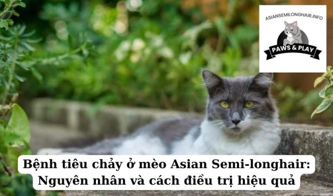 Bệnh tiêu chảy ở mèo Asian Semi-longhair Nguyên nhân và cách điều trị hiệu quả