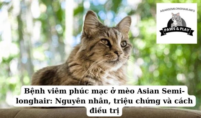 Bệnh viêm phúc mạc ở mèo Asian Semi-longhair Nguyên nhân, triệu chứng và cách điều trị