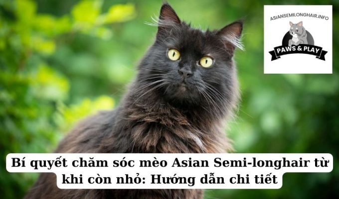 Bí quyết chăm sóc mèo Asian Semi-longhair từ khi còn nhỏ Hướng dẫn chi tiết