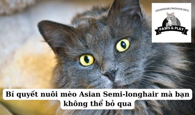 Bí quyết nuôi mèo Asian Semi-longhair mà bạn không thể bỏ qua