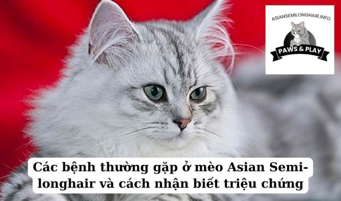 Các bệnh thường gặp ở mèo Asian Semi-longhair và cách nhận biết triệu chứng