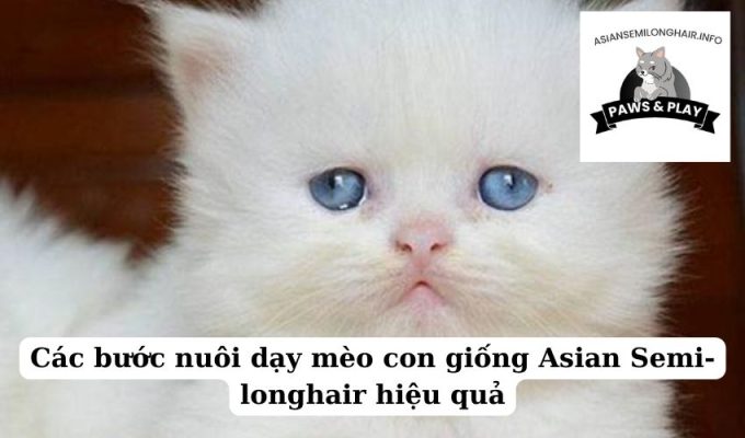 Các bước nuôi dạy mèo con giống Asian Semi-longhair hiệu quả