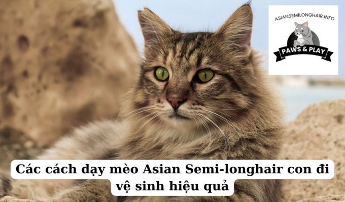 Các cách dạy mèo Asian Semi-longhair con đi vệ sinh hiệu quả