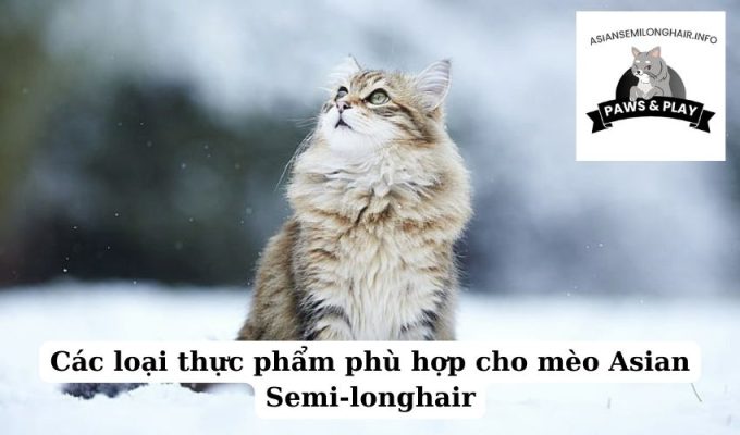 Các loại thực phẩm phù hợp cho mèo Asian Semi-longhair