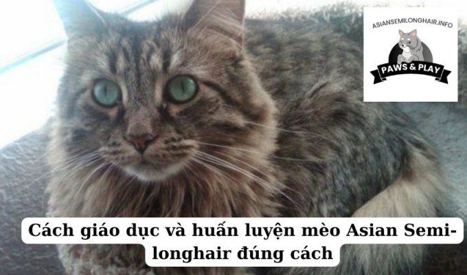 Cách giáo dục và huấn luyện mèo Asian Semi-longhair đúng cách