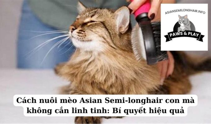 Cách nuôi mèo Asian Semi-longhair con mà không cắn linh tinh Bí quyết hiệu quả