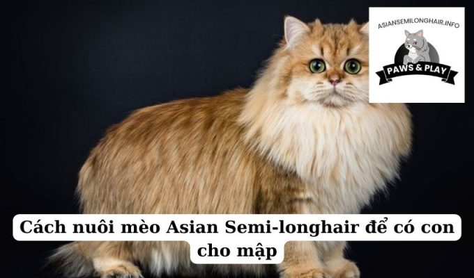 Cách nuôi mèo Asian Semi-longhair để có con cho mập