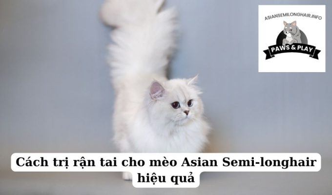 Cách trị rận tai cho mèo Asian Semi-longhair hiệu quả