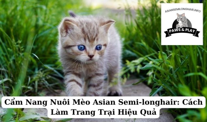 Cẩm Nang Nuôi Mèo Asian Semi-longhair Cách Làm Trang Trại Hiệu Quả