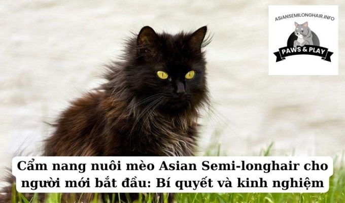 Cẩm nang nuôi mèo Asian Semi-longhair cho người mới bắt đầu Bí quyết và kinh nghiệm