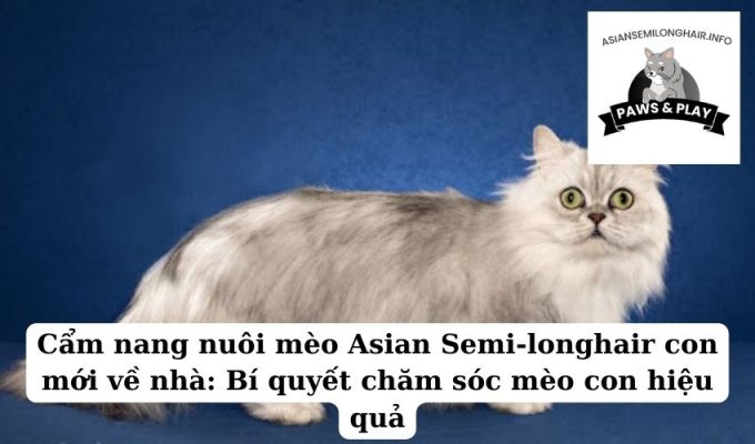 Cẩm nang nuôi mèo Asian Semi-longhair con mới về nhà Bí quyết chăm sóc mèo con hiệu quả