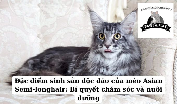 Đặc điểm sinh sản độc đáo của mèo Asian Semi-longhair Bí quyết chăm sóc và nuôi dưỡng