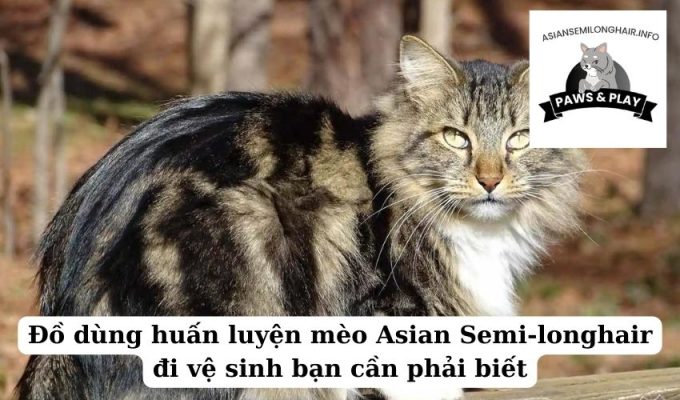 Đồ dùng huấn luyện mèo Asian Semi-longhair đi vệ sinh bạn cần phải biết