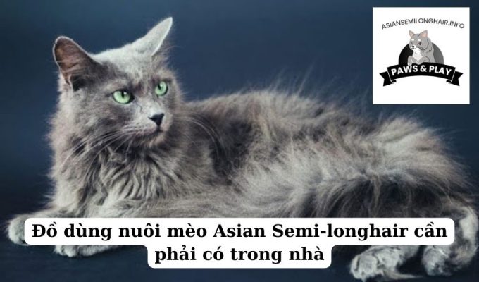 Đồ dùng nuôi mèo Asian Semi-longhair cần phải có trong nhà