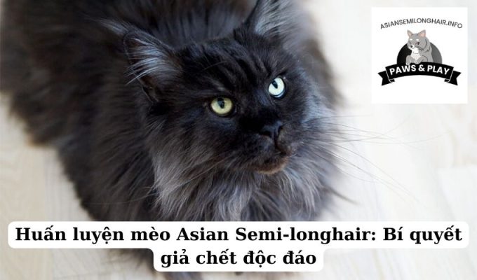 Huấn luyện mèo Asian Semi-longhair Bí quyết giả chết độc đáo