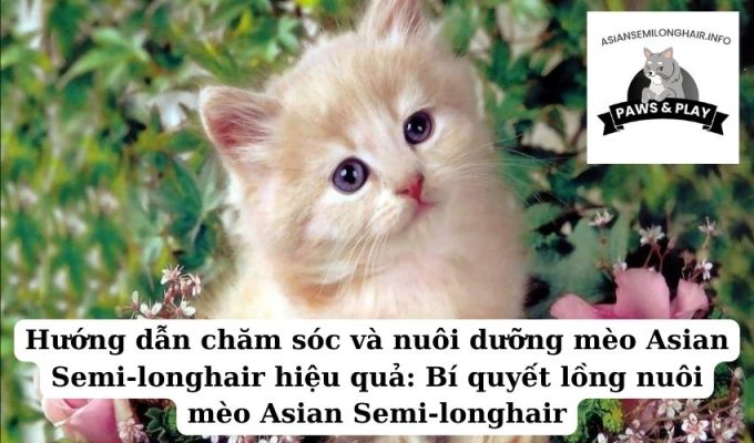 Hướng dẫn chăm sóc và nuôi dưỡng mèo Asian Semi-longhair hiệu quả Bí quyết lồng nuôi mèo Asian Semi-longhair