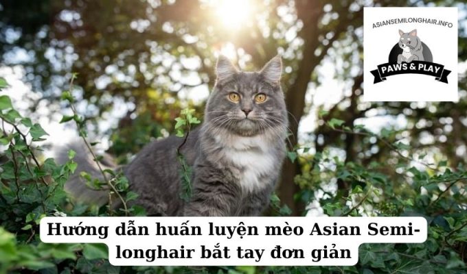 Hướng dẫn huấn luyện mèo Asian Semi-longhair bắt tay đơn giản