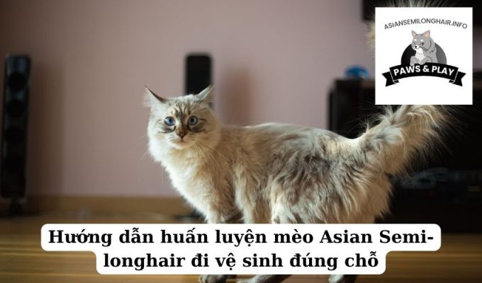 Hướng dẫn huấn luyện mèo Asian Semi-longhair đi vệ sinh đúng chỗ