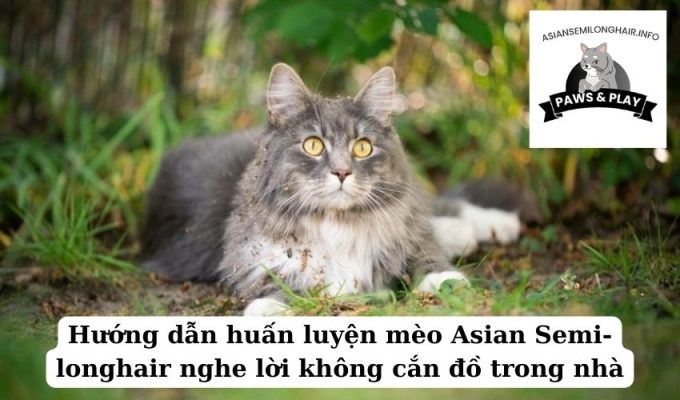 Hướng dẫn huấn luyện mèo Asian Semi-longhair nghe lời không cắn đồ trong nhà