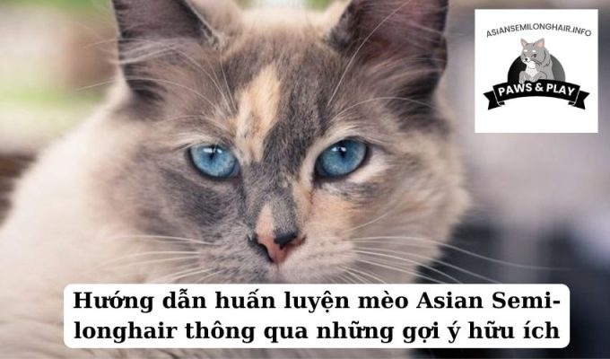 Hướng dẫn huấn luyện mèo Asian Semi-longhair thông qua những gợi ý hữu ích