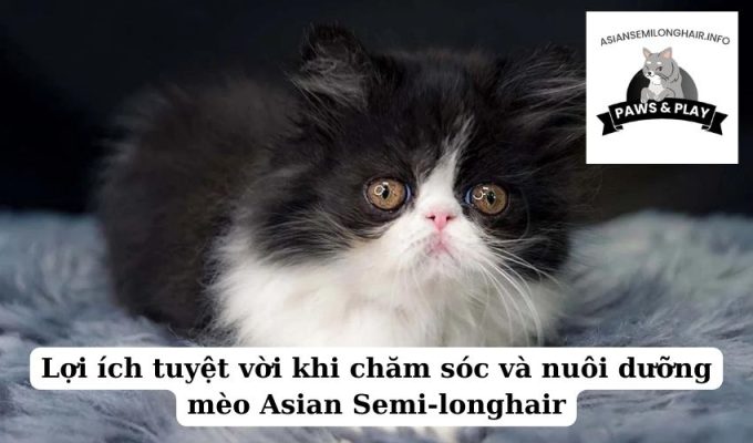 Lợi ích tuyệt vời khi chăm sóc và nuôi dưỡng mèo Asian Semi-longhair