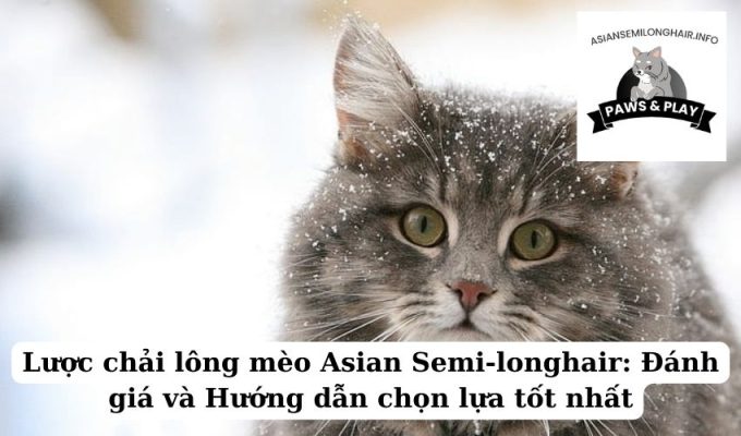 Lược chải lông mèo Asian Semi-longhair Đánh giá và Hướng dẫn chọn lựa tốt nhất