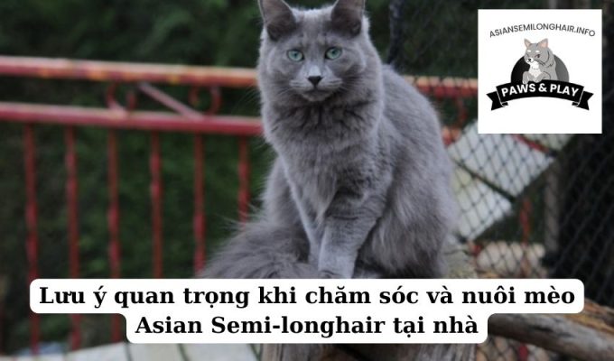 Lưu ý quan trọng khi chăm sóc và nuôi mèo Asian Semi-longhair tại nhà