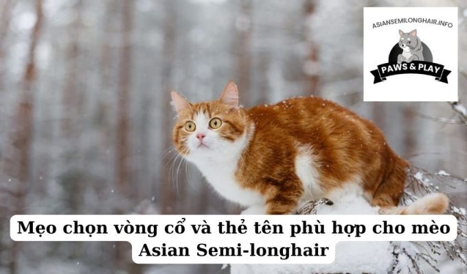 Mẹo chọn vòng cổ và thẻ tên phù hợp cho mèo Asian Semi-longhair