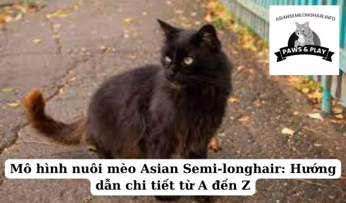 Mô hình nuôi mèo Asian Semi-longhair Hướng dẫn chi tiết từ A đến Z