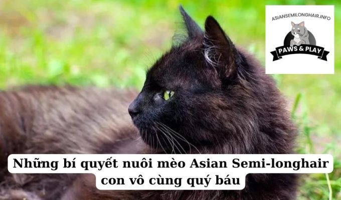 Những bí quyết nuôi mèo Asian Semi-longhair con vô cùng quý báu