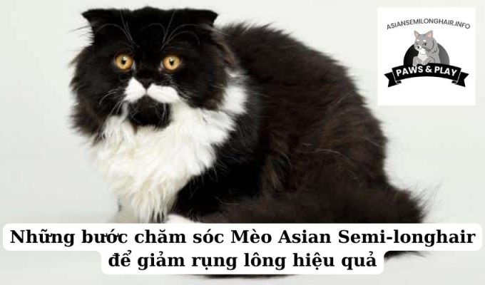 Những bước chăm sóc Mèo Asian Semi-longhair để giảm rụng lông hiệu quả