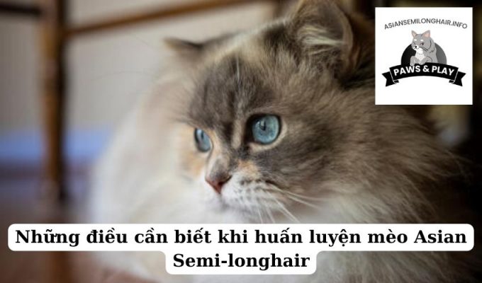 Những điều cần biết khi huấn luyện mèo Asian Semi-longhair