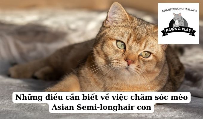 Những điều cần biết về việc chăm sóc mèo Asian Semi-longhair con