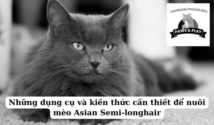 Những dụng cụ và kiến thức cần thiết để nuôi mèo Asian Semi-longhair