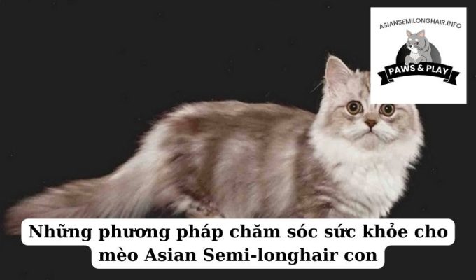 Những phương pháp chăm sóc sức khỏe cho mèo Asian Semi-longhair con