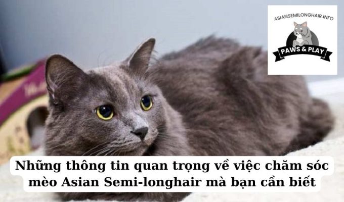 Những thông tin quan trọng về việc chăm sóc mèo Asian Semi-longhair mà bạn cần biết