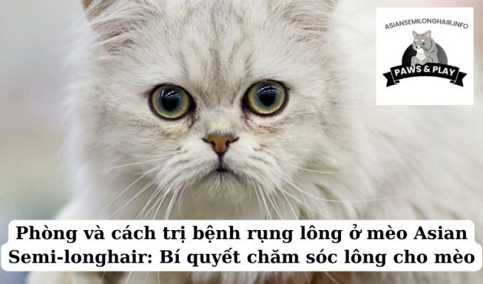 Phòng và cách trị bệnh rụng lông ở mèo Asian Semi-longhair Bí quyết chăm sóc lông cho mèo