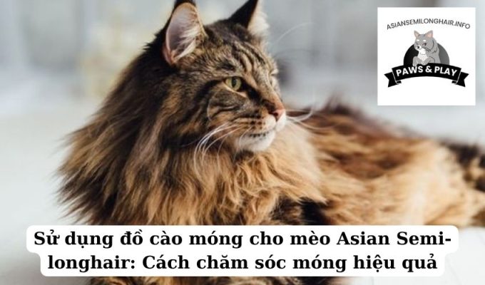 Sử dụng đồ cào móng cho mèo Asian Semi-longhair Cách chăm sóc móng hiệu quả