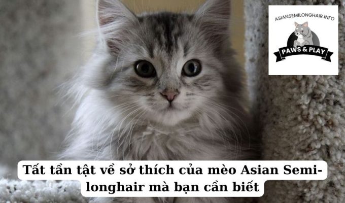 Tất tần tật về sở thích của mèo Asian Semi-longhair mà bạn cần biết