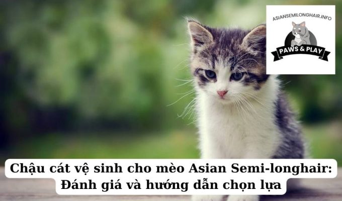 Chậu cát vệ sinh cho mèo Asian Semi-longhair Đánh giá và hướng dẫn chọn lựa